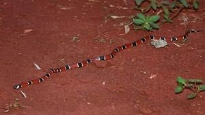 Joven en UTI tras ser mordido por serpiente