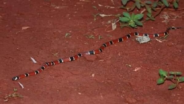 Joven en UTI tras ser mordido por serpiente