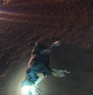 Motociclista choca contra perro, cae y muere