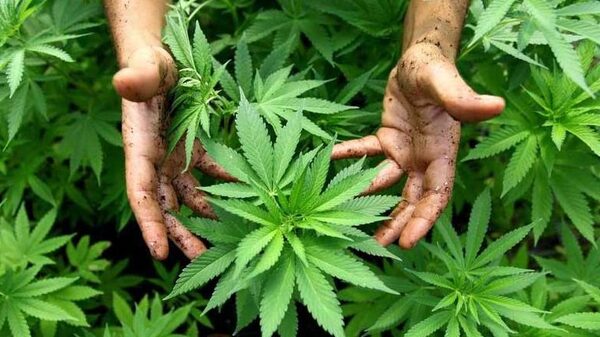 Marihuana: ¿droga peligrosa o medicina natural? - San Lorenzo Hoy