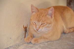 ¡Alerta alacranes!: ¿Son peligrosos para nuestras mascotas? - Mascotas - ABC Color