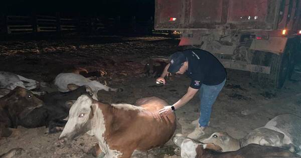 La Nación / Familias humildes son víctimas de abigeato en Caaguazú
