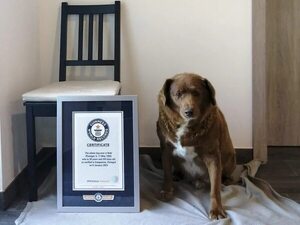 Bobi, el perro más longevo del mundo, muere en Portugal a los 31 años de edad - Mascotas - ABC Color