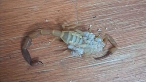 Bebé de 1 mes internado tras sufrir picadura del alacrán “rubio”
