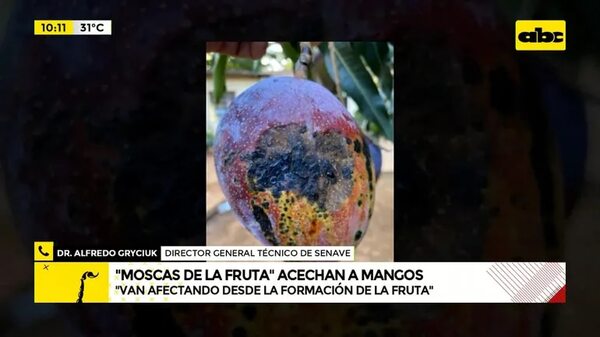 Video: “Moscas de la fruta” acechan a mangos - ABC Noticias - ABC Color