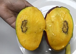 “Moscas de la fruta” amenazan el consumo de mangos en Paraguay
