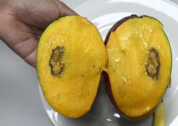 “Moscas de la fruta” amenazan el consumo de mangos en Paraguay