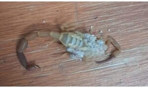 ¡Alacrán “rubio” picó a bebé de un mes!