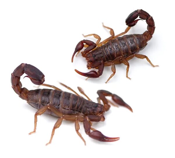Los alacranes: ¿andan en pareja? - Ciencia - ABC Color