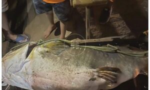 Pescadores capturaron a manguruyú de 100 kilos