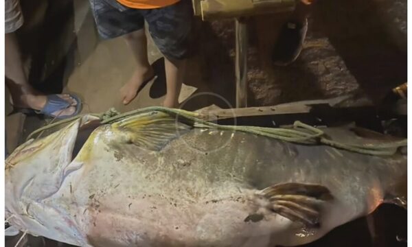 Pescadores capturaron a manguruyú de 100 kilos