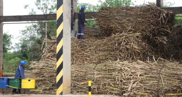 Buscan potenciar producción de caña de azúcar orgánica en Arroyos y Esteros