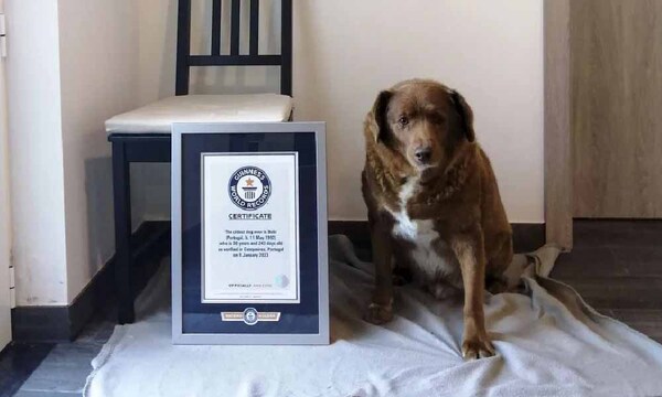 Bobi, el perro más viejo del mundo, muere a los 31 años de edad – Prensa 5