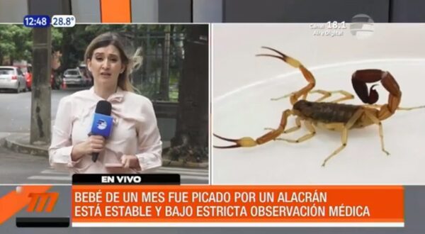 ¡Bebé fue picado por alacrán rubio! | Telefuturo