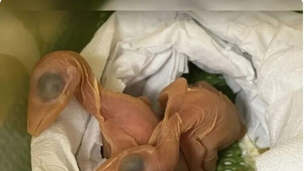 Huevos que tenía una mujer en su corpiño empollaron y nacieron tucanes