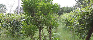 Paraguay ampl铆a participaci贸n de peque帽os y medianos productores en comisi贸n de yerba mate - Revista PLUS