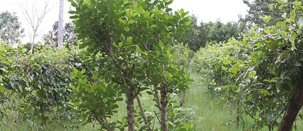 Paraguay ampl铆a participaci贸n de peque帽os y medianos productores en comisi贸n de yerba mate - Revista PLUS