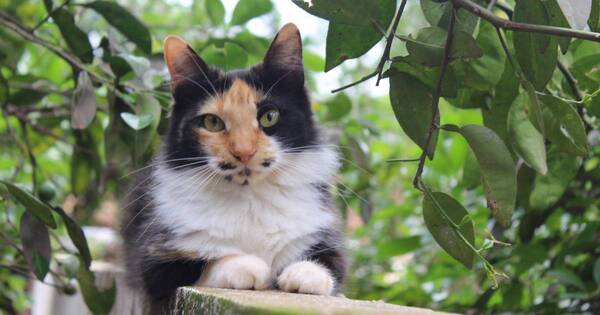 La Nación / Paraguay, entre los 10 mejores países en cuanto a tenencia responsable de mascotas en la región
