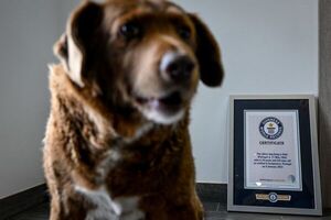 Diario HOY | Bobi, el perro más longevo del mundo, fallece a los 31 años en Portugal