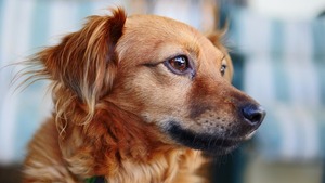 Tenencia responsable de mascotas: nuestro país figura entre los 10 mejores países - trece
