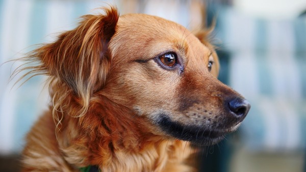 Tenencia responsable de mascotas: nuestro país figura entre los 10 mejores países - trece