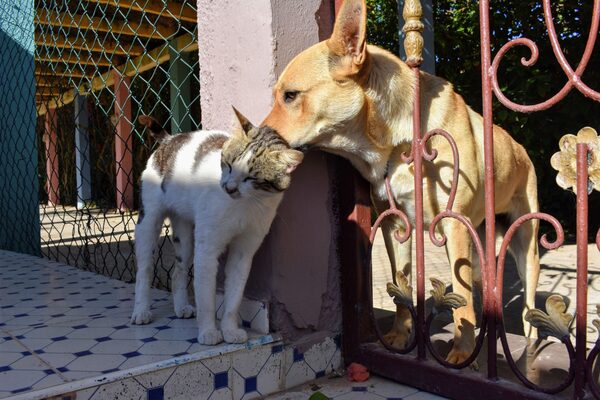 Paraguay, entre los mejores países en tenencia responsable de mascotas en América Latina - Unicanal