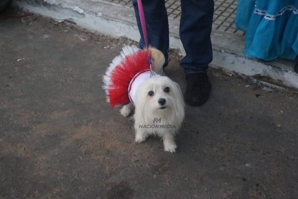 Diario HOY | Ubican a Paraguay entre los mejores países en tenencia responsable de mascotas