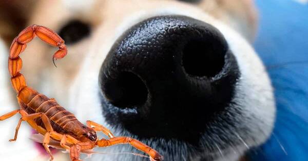 La Nación / Alerta por alacranes: cómo cuidar a las mascotas de la picadura