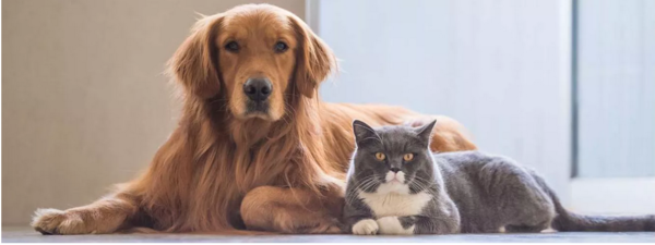 Paraguay figura entre los 10 países, en América Latina, en tenencia responsable de michis y perros