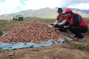Robo a productores de papa asciende a los 2,7 millones de dólares en lo que va de 2023 - MarketData