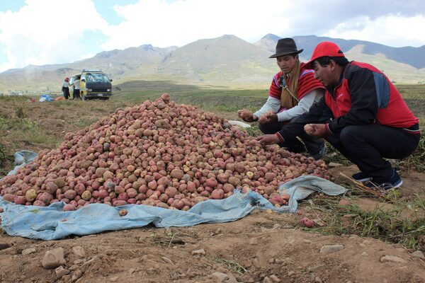 Robo a productores de papa asciende a los 2,7 millones de dólares en lo que va de 2023 - MarketData