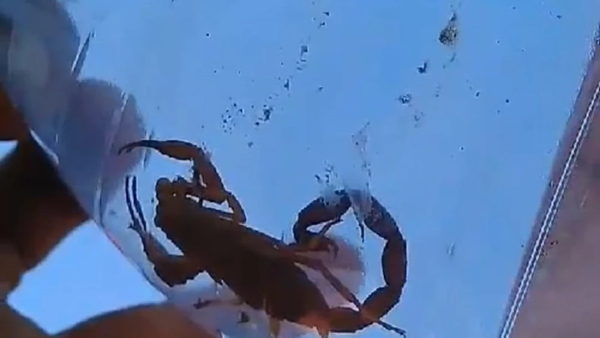 Familia se salva de picadura de alacranes mientras limpiaba el patio - Noticiero Paraguay