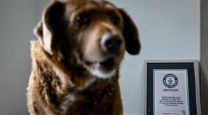 Bobi, el perro más longevo del mundo, fallece a los 31 años en Portugal - Oasis FM 94.3