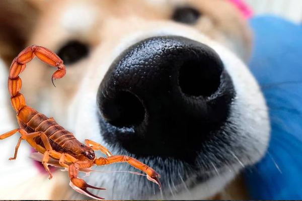 Alerta por alacranes: cómo cuidar a las mascotas de la picadura