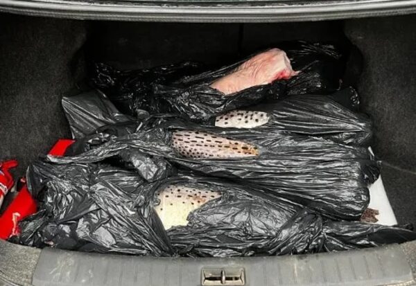 Incautan unos 200 kilos de pescado en Villa Hayes - Nacionales - ABC Color