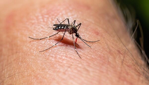 DENGUE AVANZA EN TODO EL PAÍS; YA SE INGRESÓ AL PERIODO EPIDÉMICO