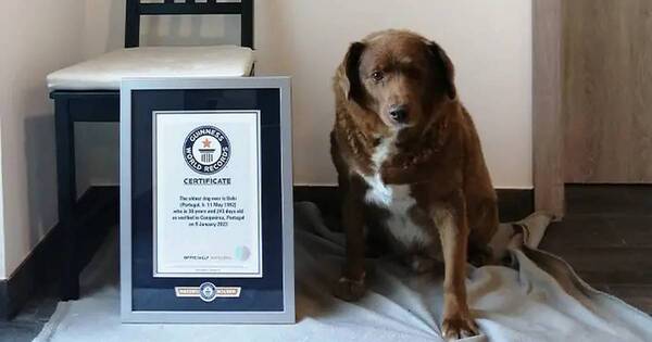La Nación / Falleció Bobi, el perro más viejo del mundo