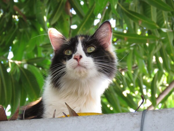 PARAGUAY, ENTRE LOS 10 MEJORES PAÍSES EN CUANTO A TENENCIA RESPONSABLE DE MASCOTAS EN LA REGIÓN