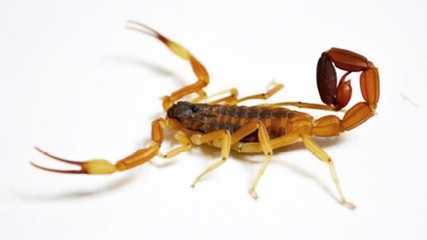 Falta de hábitat natural provocó el aumento de alacranes en las casas, asegura experto