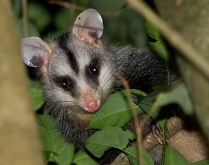 ESPECIALISTA RECUERDA QUE EL MYKURE NO ES UNA MASCOTA, SINO UN ANIMAL SILVESTRE