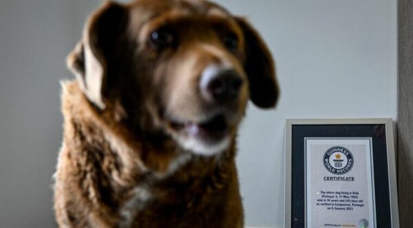 BOBI, EL PERRO MÁS LONGEVO DEL MUNDO, FALLECE A LOS 31 AÑOS EN PORTUGAL