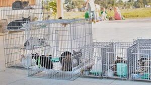 Paraguay entre 10 mejores países con alto índice de esterilización de perros y gatos