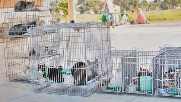 Paraguay entre 10 mejores países con alto índice de esterilización de perros y gatos