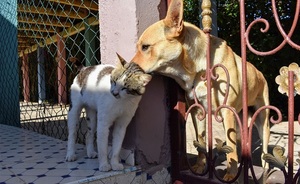 Paraguay en top 10 latinoamericano de esterilización de mascotas