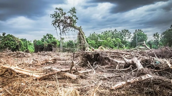 Día Mundial contra el Cambio Climático: ¡Es hora de actuar!