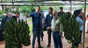 Hay interés de exportar banana a la UE - Nacionales - ABC Color