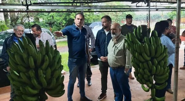 Hay interés de exportar banana a la UE - Nacionales - ABC Color