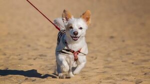 En tiempo de vacaciones mis mascotas ¿necesitarán pasaporte para viajar? - Mascotas - ABC Color