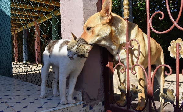 Paraguay en top 10 latinoamericano de esterilización de mascotas