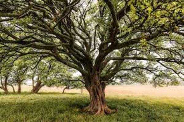Alturas naturales evaluadas - El Independiente